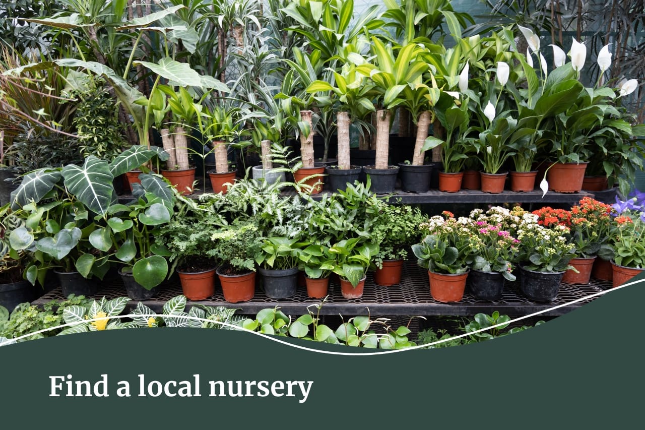 Garden tips for a low maintenance garden | Find a local nursery | Fall Real Estate
