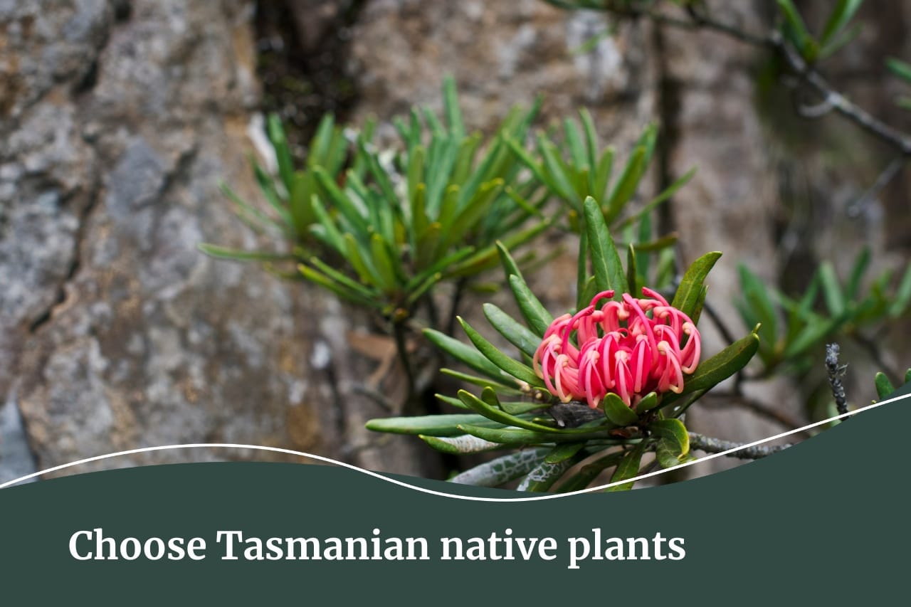 Garden tips for a low maintenance garden | Choose Tasmanian native plants | Fall Real Estate