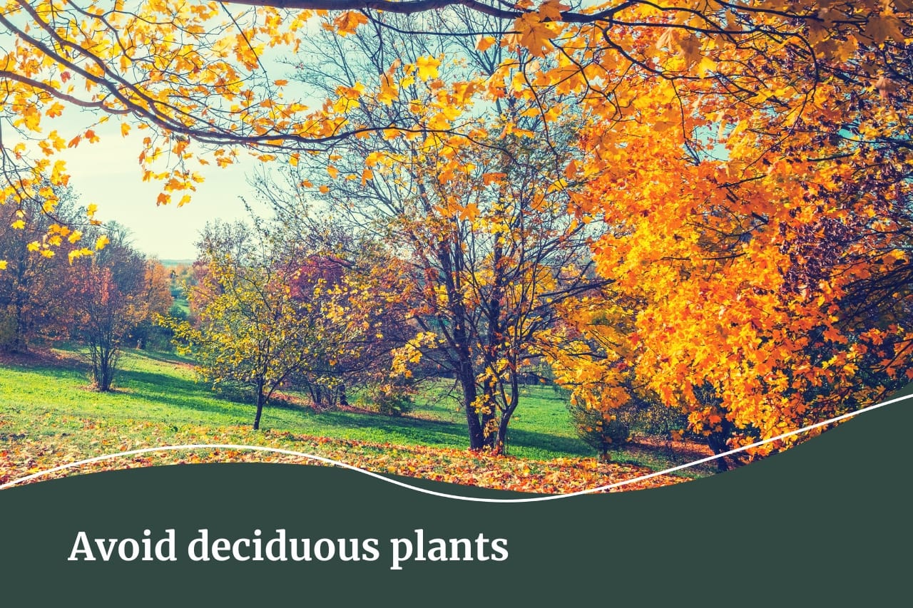 Garden tips for a low maintenance garden | Avoid deciduous plants | Fall Real Estate