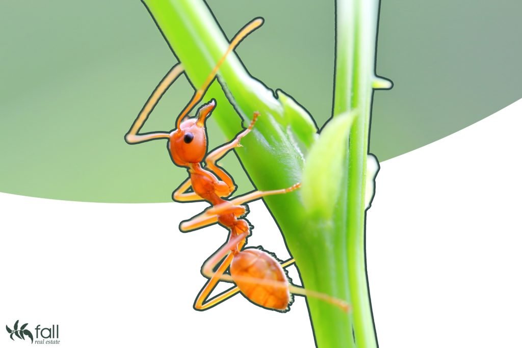 Edited image of a red/brown ant climbing up a plant.