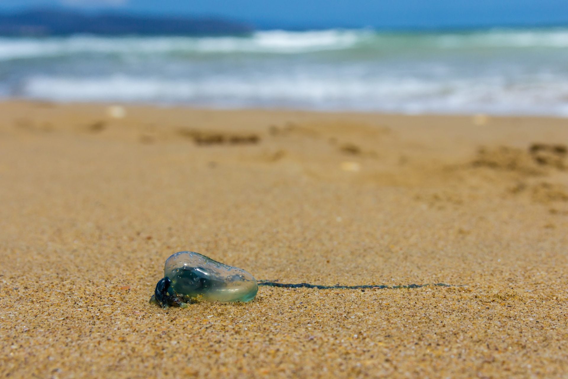 Image of a bluebottle jellyfish, found in Tasmania