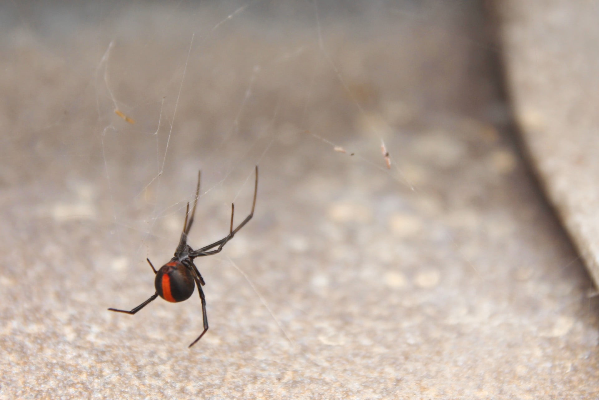 Image of a Redback Spider, found in Tasmania