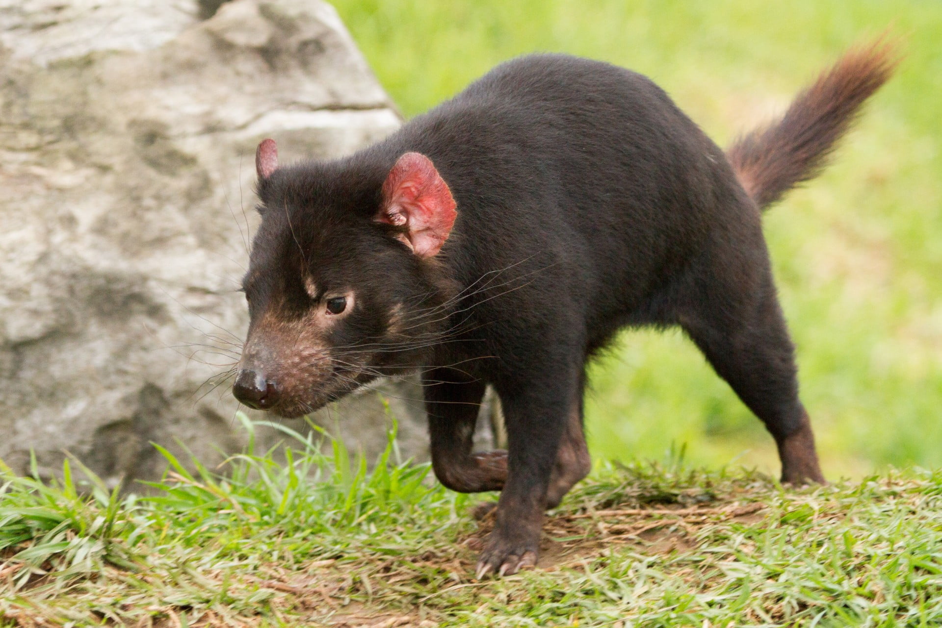 Image of a Tasmanian Devil