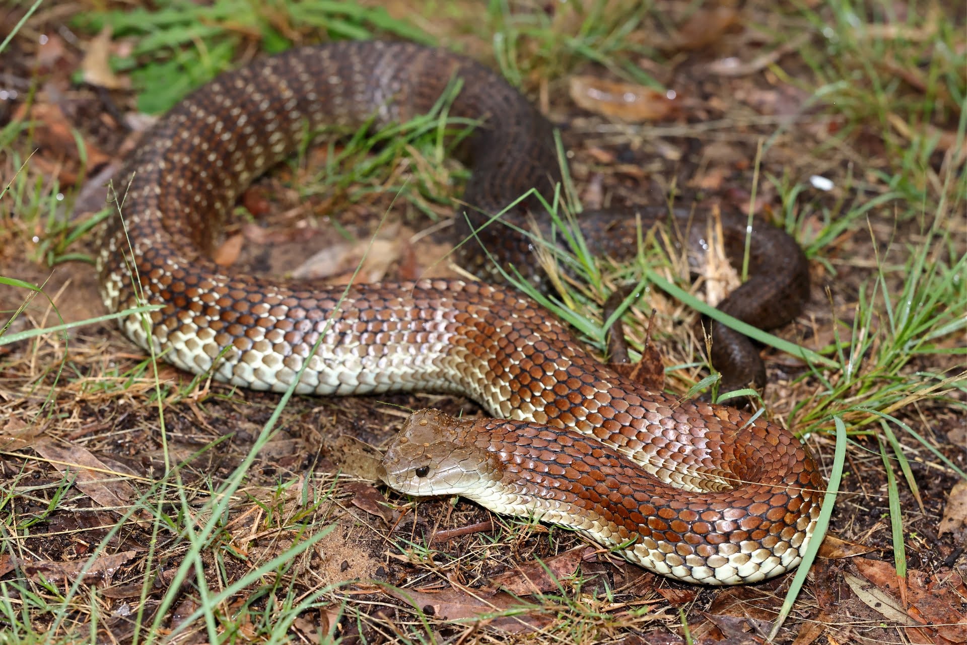 Image of a Tasmanian Tiger Snake