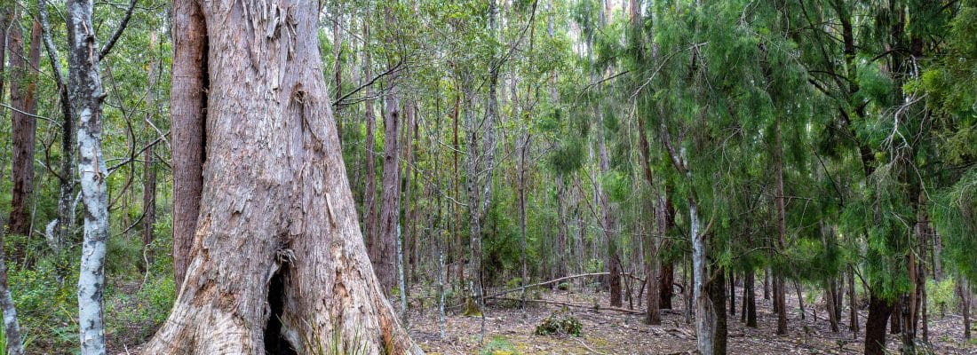 Jude Viney jude viney, bruny island property agent Fall Real Estate Jude Viney