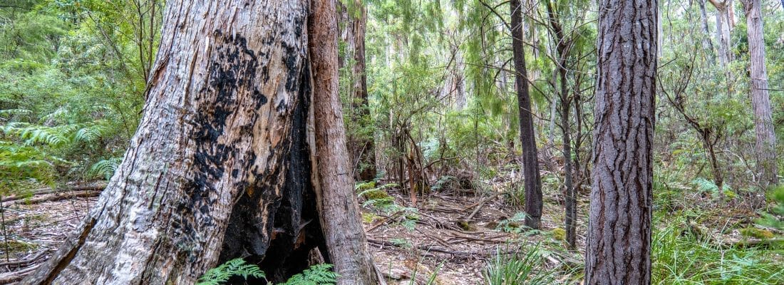 Jude Viney jude viney, bruny island property agent Fall Real Estate Jude Viney