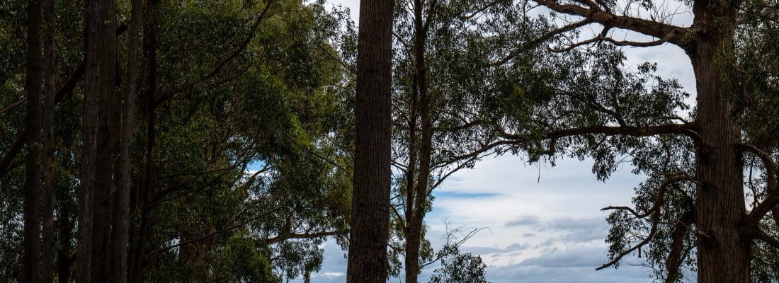 Jude Viney jude viney, bruny island property agent Fall Real Estate Jude Viney