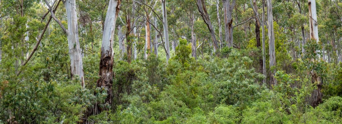 Jude Viney jude viney, bruny island property agent Fall Real Estate Jude Viney