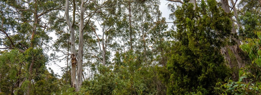 Jude Viney jude viney, bruny island property agent Fall Real Estate Jude Viney