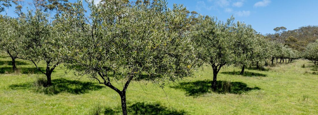 Bruny Island Real Estate Bruny Island Real Estate Fall Real Estate Bruny Island Real Estate