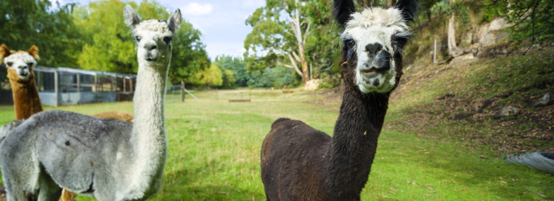 Sold Properties Sold Hobart Fall Real Estate Sold