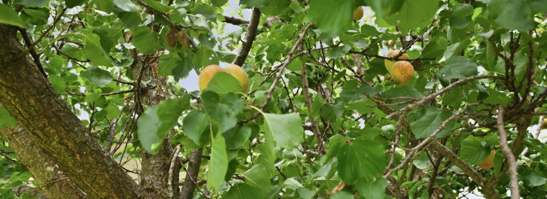 Suzanne Eaton suzanne eaton Fall Real Estate Suzanne Eaton