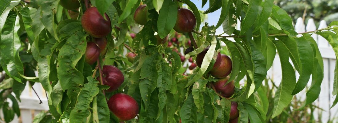 Suzanne Eaton suzanne eaton Fall Real Estate Suzanne Eaton