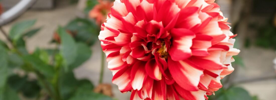 Suzanne Eaton suzanne eaton Fall Real Estate Suzanne Eaton